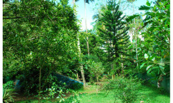 Greenish kauthukapark
