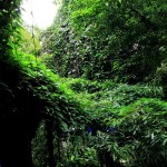 The forestry ambiance enforce the Biodiversity at Kauthukapark