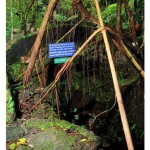 Nature Preservation In Kerala