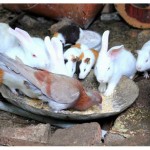 food sharing between rabbits and pigeon