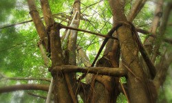 Tree Hut in Kerala